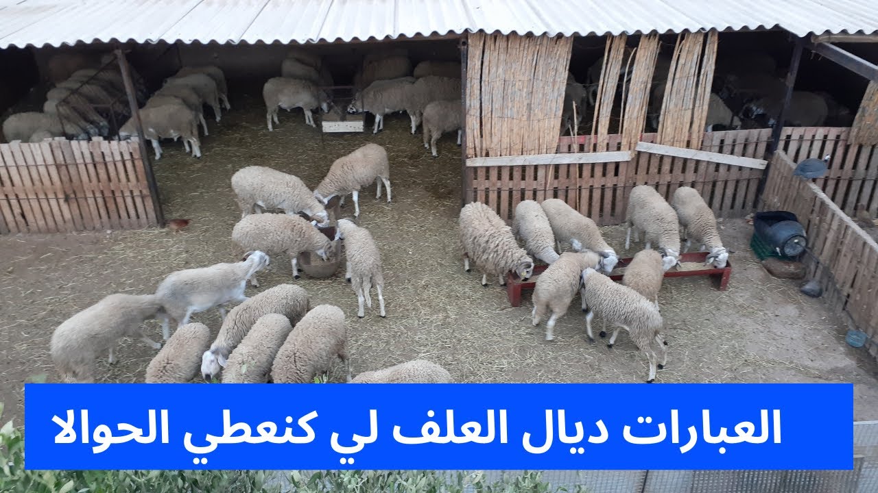 العبارات ديال العلف لي كيعلف الحولي الصدري بمناسبة العيد الكبير