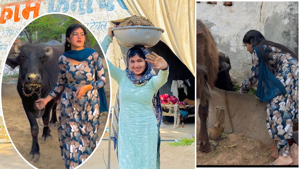 भैंसों का इतना ज़्यादा काम करके हालत हुई ख़राब 😓 #ganvkilifestyle 