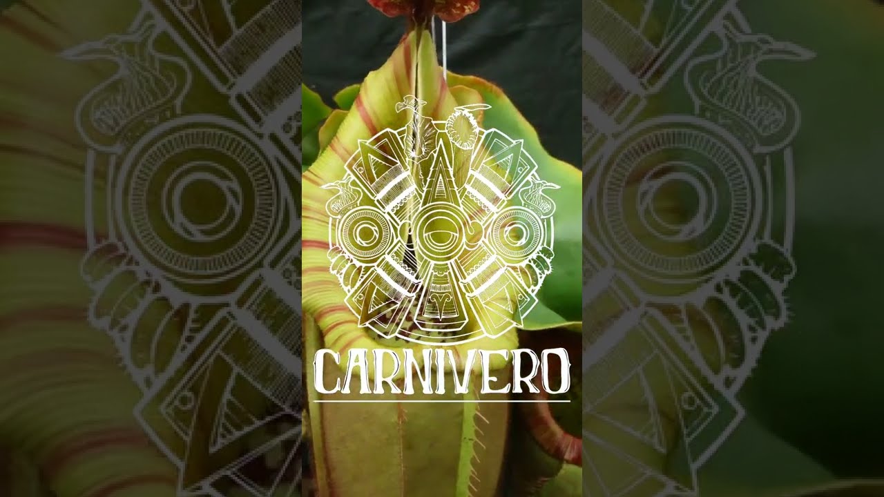 Nepenthes veitchii (#5 x The Wave)
