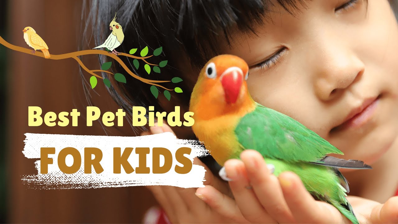 6 лучших домашних птиц для детей