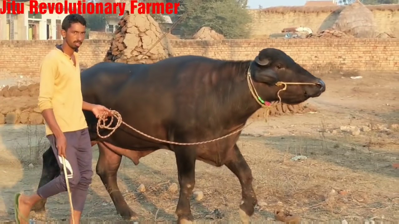 Importance of PANCHAYATI Bull in Breed improvement & Livestock Development in Villages.