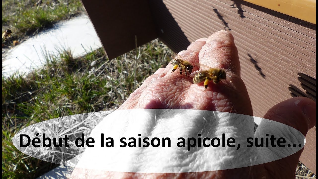 Début de la saison apicole, suite...