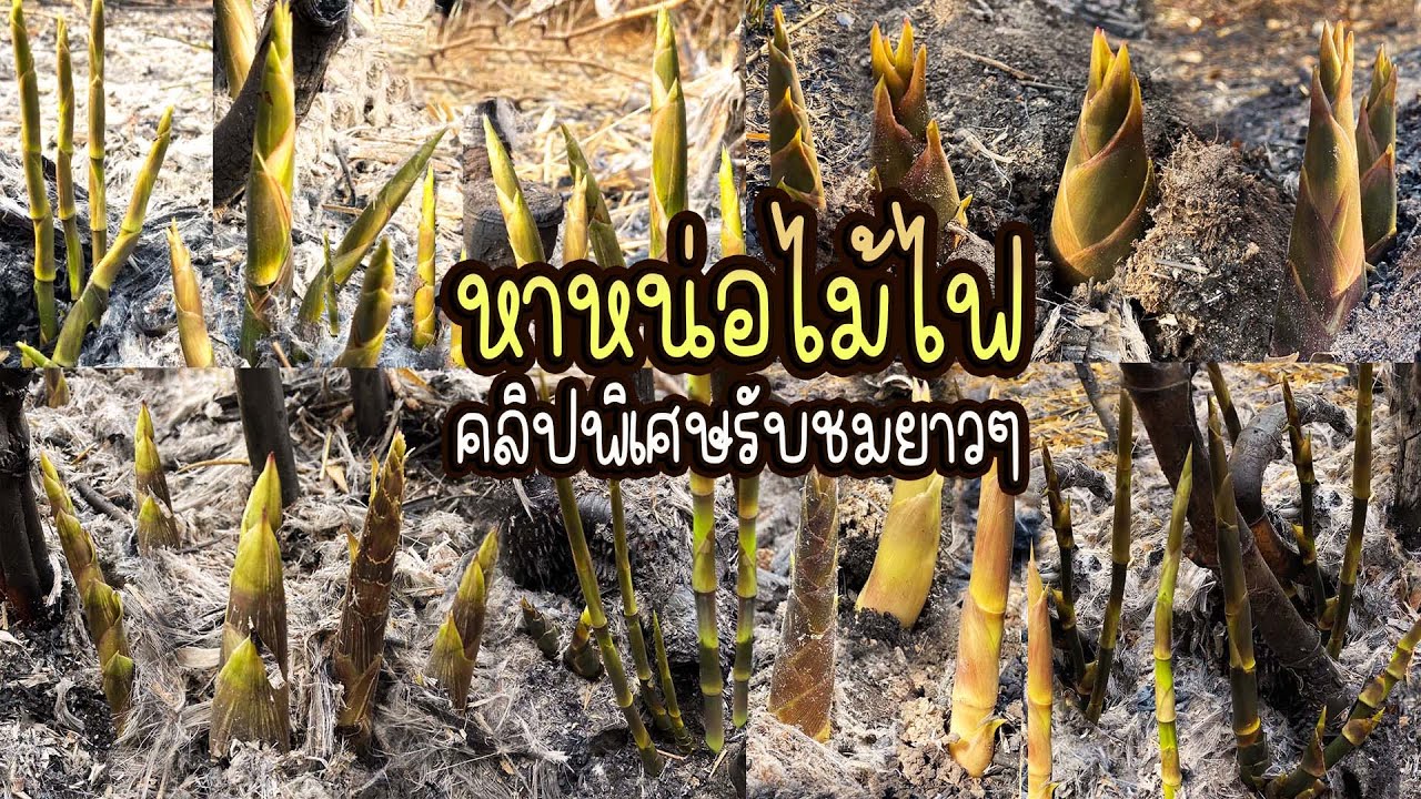 คลิปพิเศษ!! หาหน่อไม้ไฟเดือนมีนาคม แหนงหน่ออ่อนๆเลยครับ รับชมยาวๆกันไปเลยครับ!!