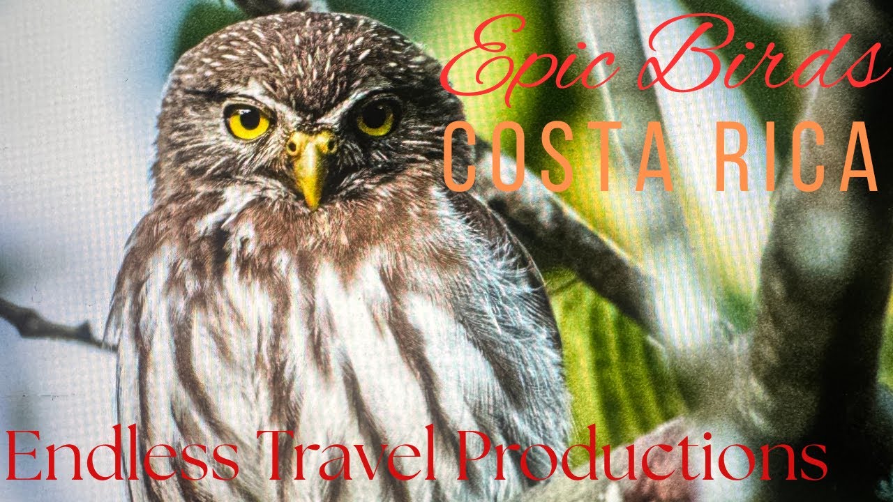 Epic Birds Costa Rica #birds #costarica #birding #wildlife @EndlessTravelProductions