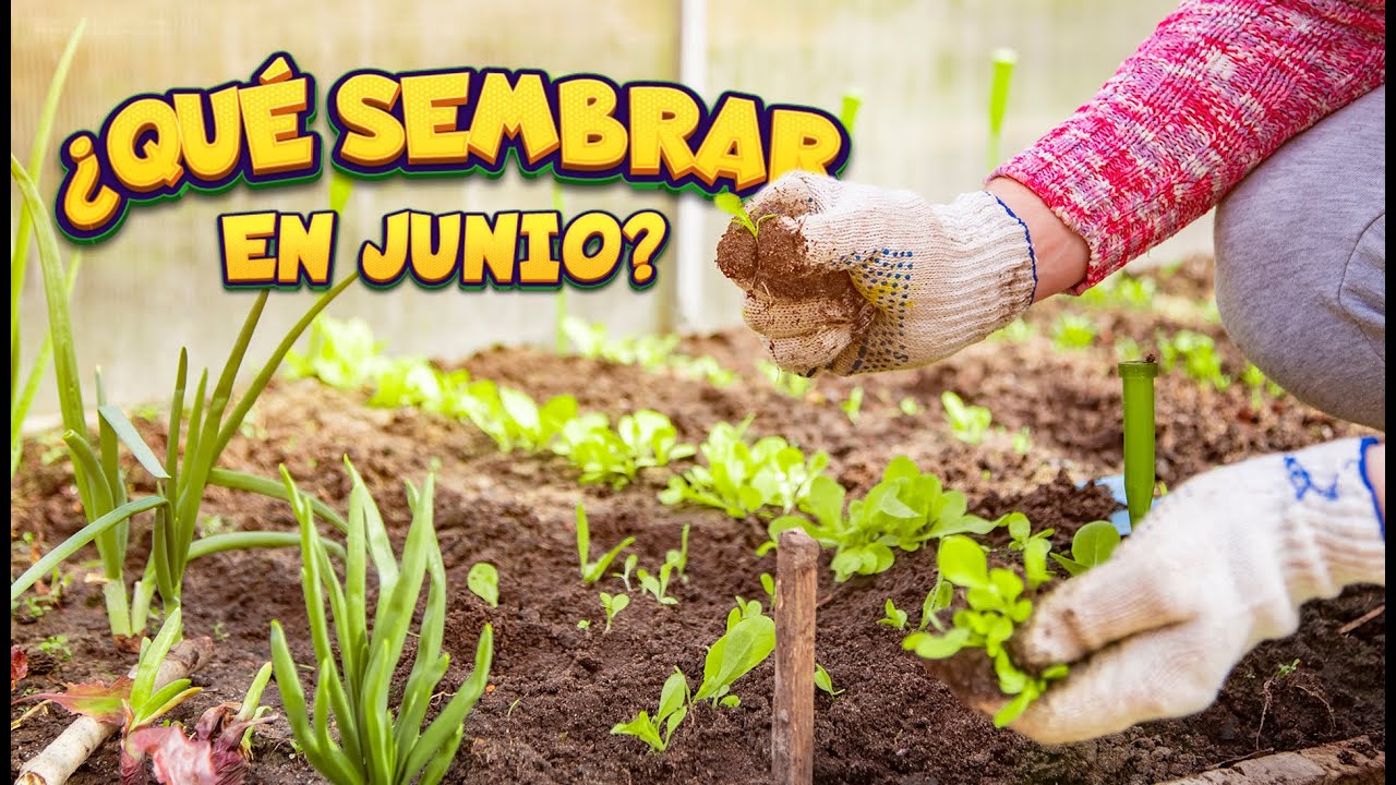 ⭐Calendario de Siembra 2023 Que sembrar en JUNIO para Huerto de Verano e Invierno