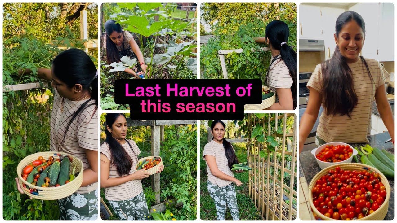 🧑&zwj;🌾எங்க தோட்டத்தின் இந்த வருஷம் கடைசி அறுவடை winterku எல்லாம் சேமிச்சாச்சு🫛🥗-My Garden Harvest 2025🌾