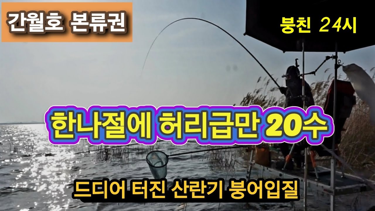 2504/한나절 낚시에 허리급만 20 마리. 드디어 터진 간월호 본류 산란기 붕어 낚시 -방생의 미덕 #붕어낚시 #붕어 #낚시 #산란기 #낚시 #방생 #대박 #바닥낚시 #외바늘  