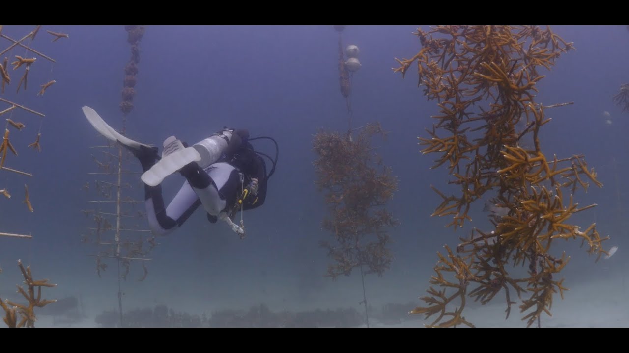 Florida Keys National Marine Sanctuary Restoration Blueprint