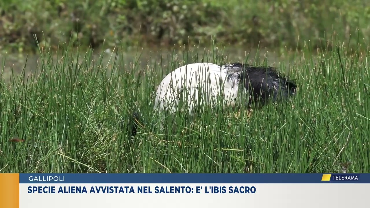 Specie aliena avvistata nel Salento: è l'Ibis Sacro