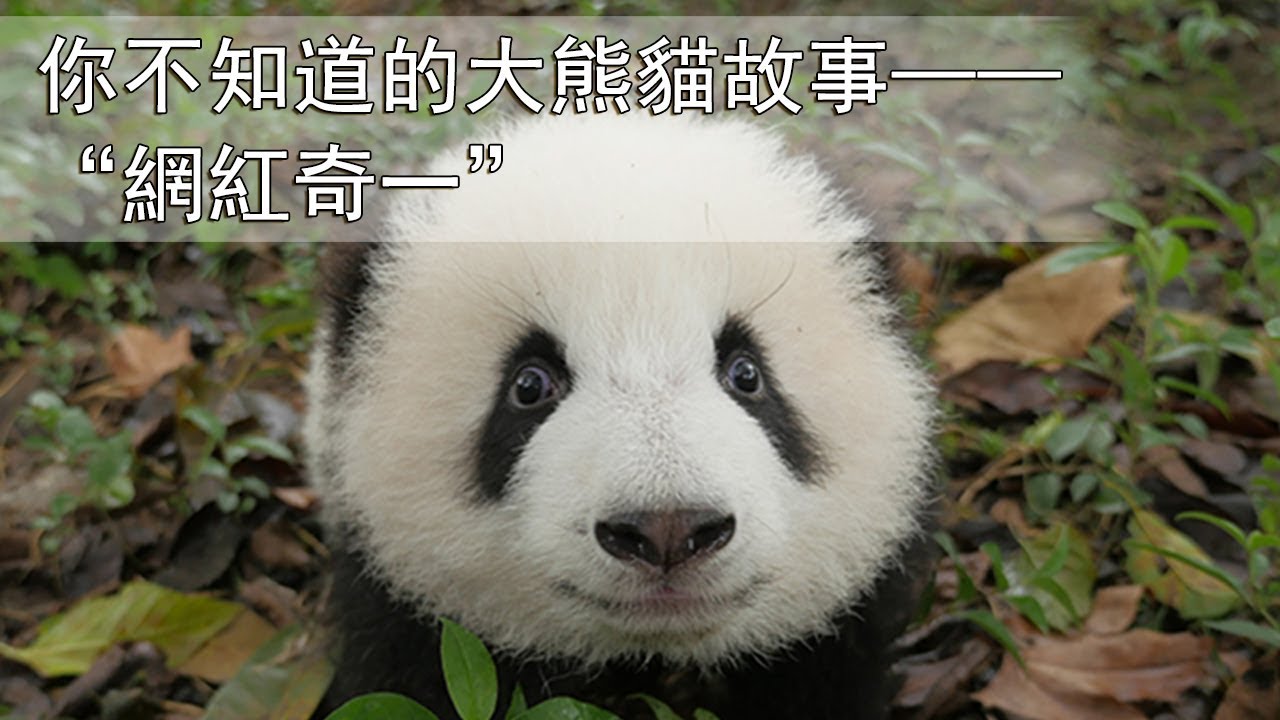 《熊貓主題趴》你不知道的大熊貓故事——“網紅奇一”| iPanda熊貓頻道