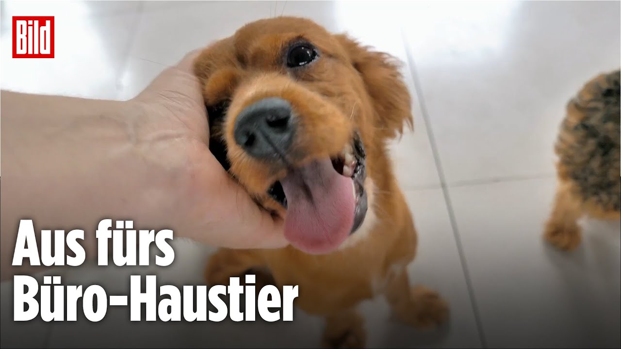 Nach Gerichtsurteil: Hunde d&uuml;rfen nicht mehr mit zur Arbeit