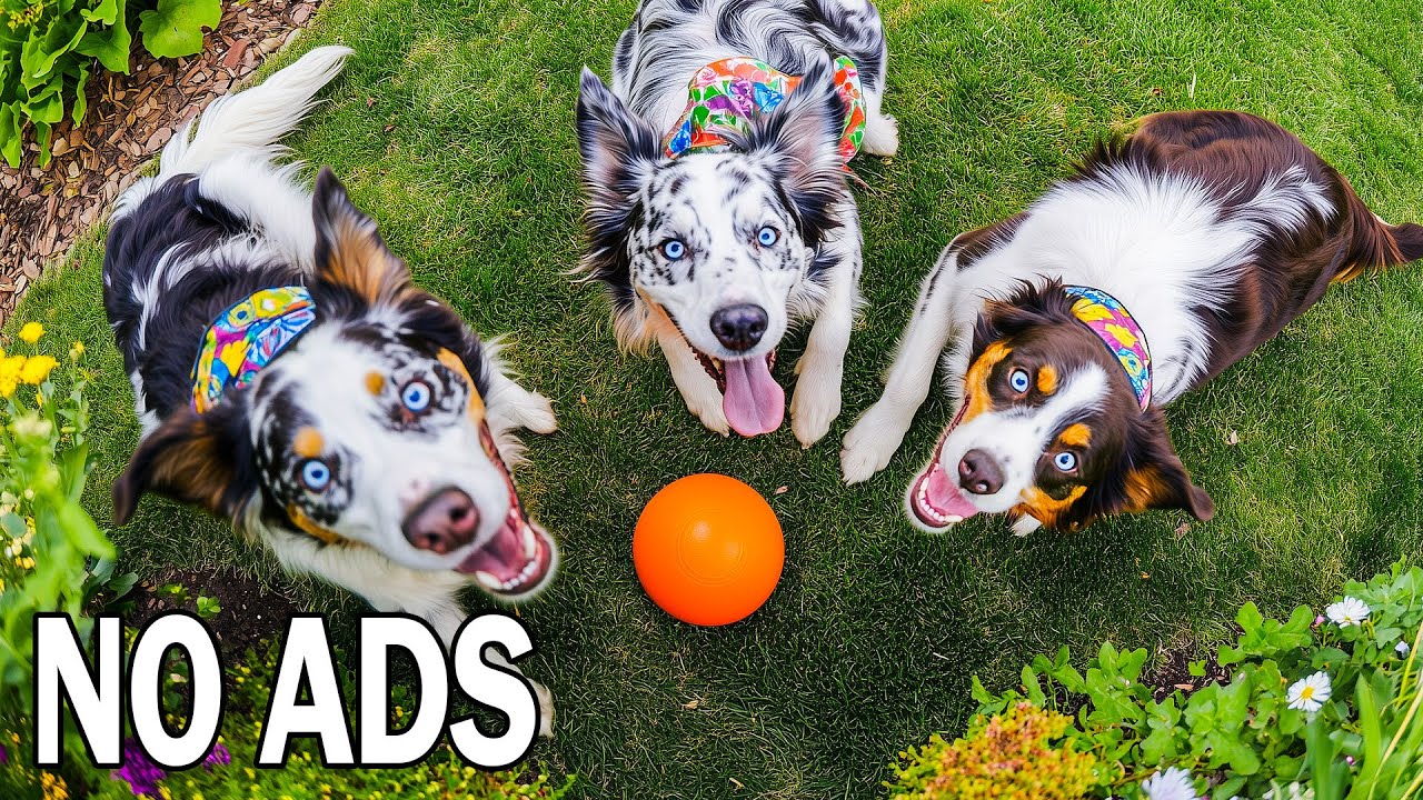 24-часовое Dog TV для собак 🐶 Музыка для собак во время одиночества 🎄 Снятие тревоги 🎶💖 Без рекламы