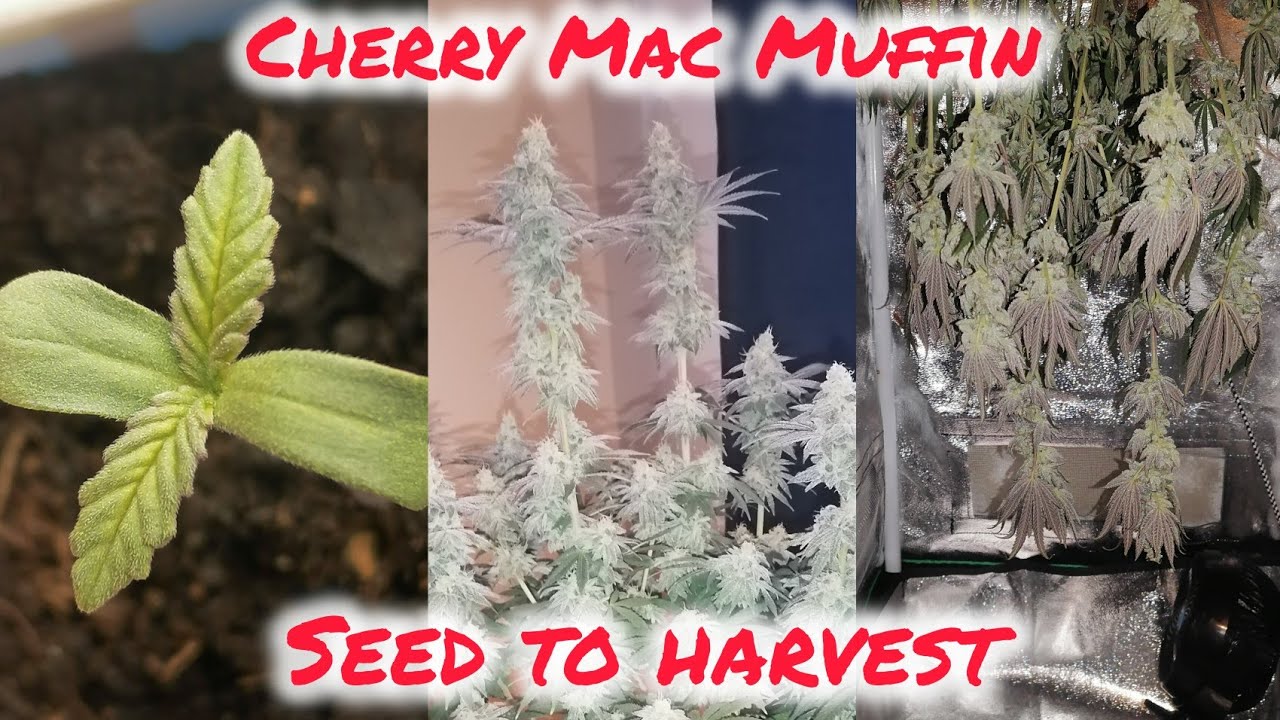 CHERRY MAC MUFFIN 3.0 | SAMEN ZUR ERNTE | SIMPLER ORGANISCHER HOMEGROW | LS TRAINING | 420Lexikon