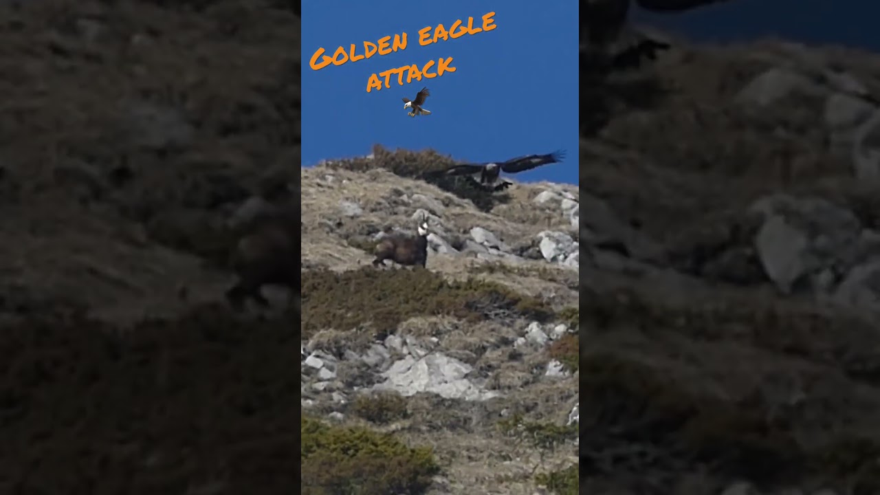 Golden eagle attack a chamois, Pays-d&rsquo;Enhaut / Aigle royal #eagle #aigle #nature #wildlife #suisse