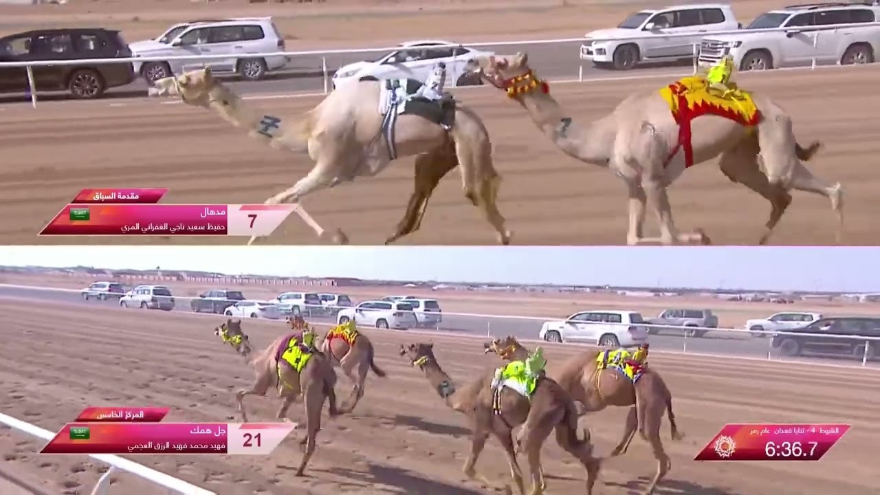 الشوط 4 رمز ثنايا قعدان عام مساء يوم الثلاثاء 5-9-2023 من #مهرجان_ولي_العهد_للهجن