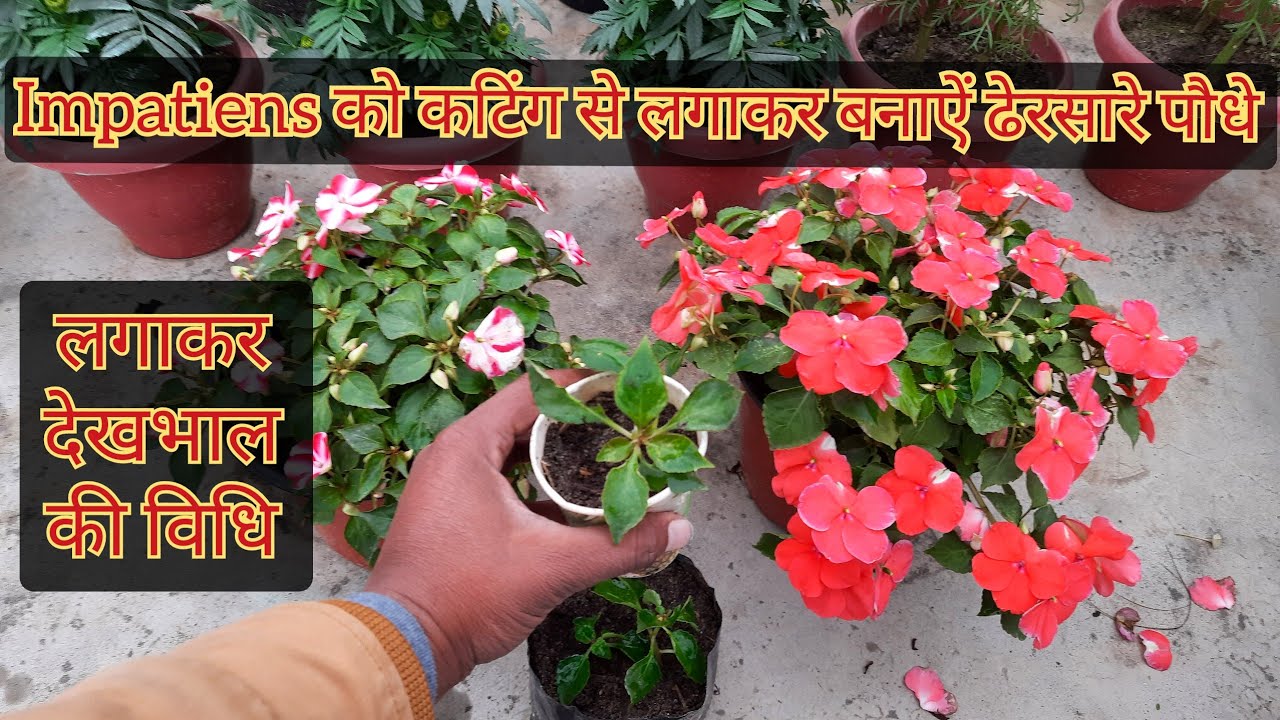 Impatiens को कटिंग से लगाकर बनाऐं ढेरों पौधे/इम्पेशन को लगाकर ऐसे करें देखभाल