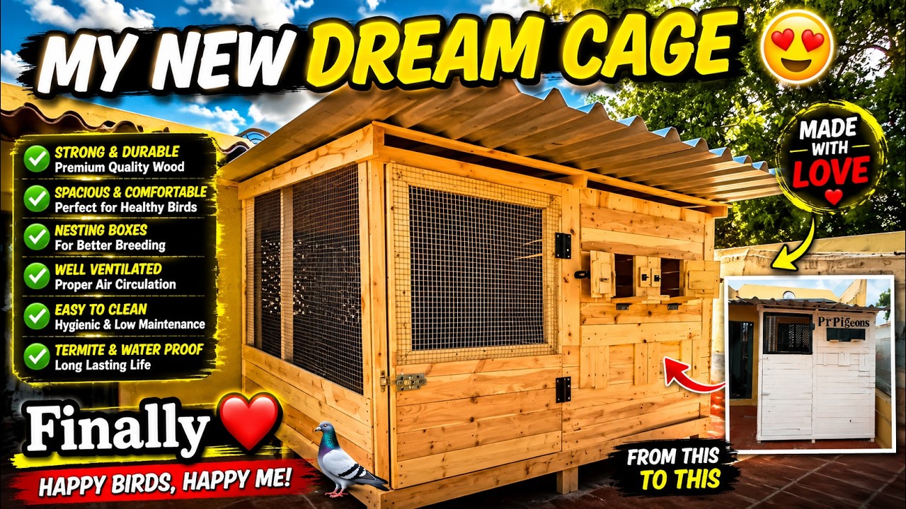 My new dream loft 🤩| How to make pigeon cage | wooden loft | Pura koondu saivathu eppadi | low cost