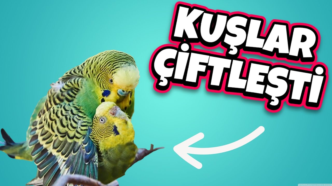 EŞE ATTIĞIM MUHABBET KUŞLARI ÇİFTLEŞTİ