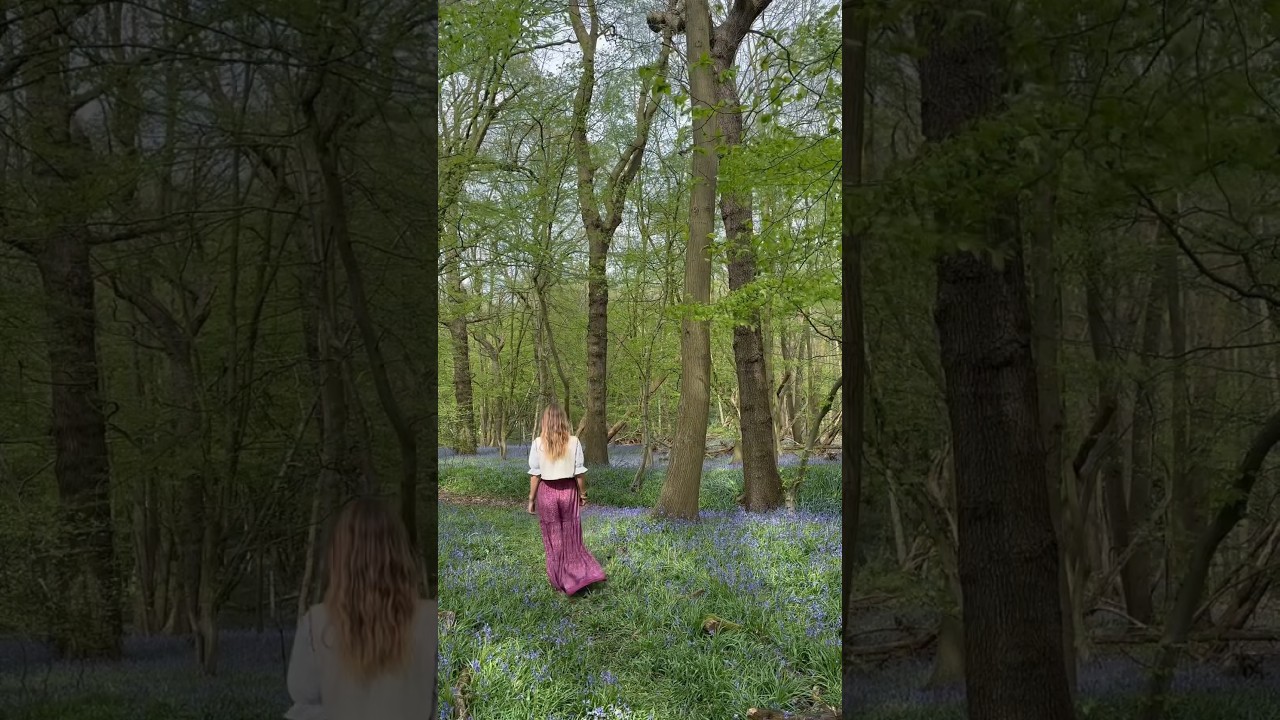 Bluebells - facts & folklore! 🪻💜 #plants #bluebells #nature #folklore #facts #flowers #travel