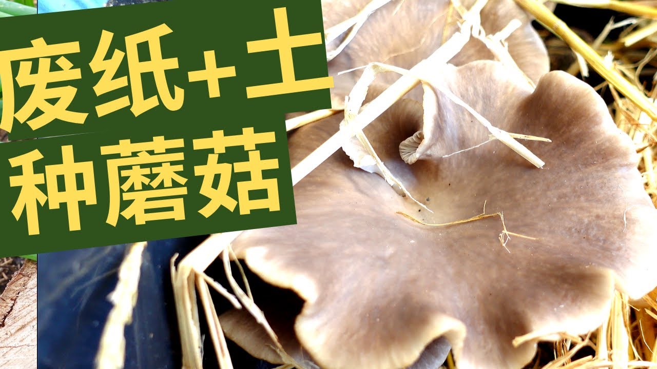 废纸+土种凤尾菇，无须购买菌种，用超市买来的蘑菇在家种（阳光新西兰教学篇 2）