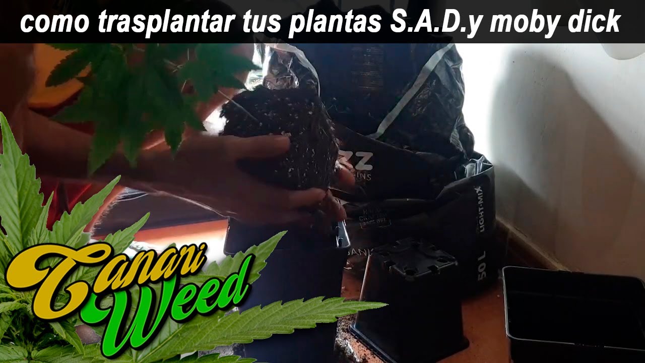 COMO TRASPLANTAR MARIHUANA S.A.D. Sweet Afgani Delicious  Moby Dick Dinafem
