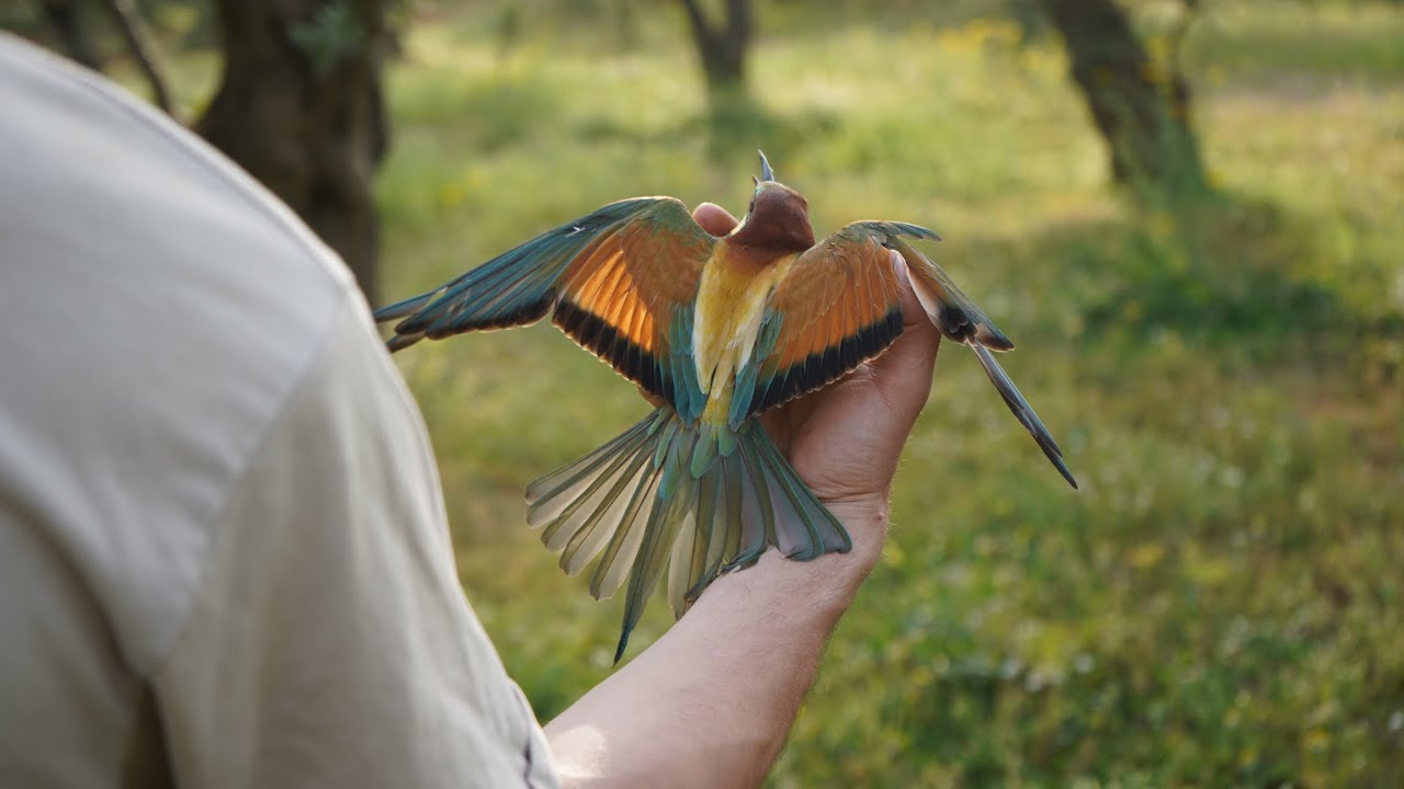 صيد الورور - اخدت معي كلبة الصيد - bee eaters hunting