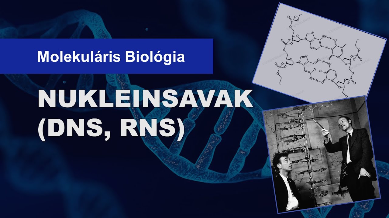 🧬 Nukleinsavak (DNS és RNS) szerkezete (11 percben)