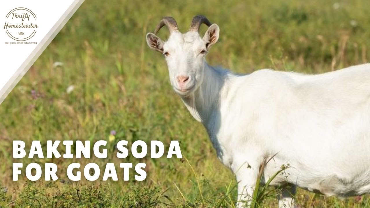 Why Goats Need Baking Soda -- or Not!