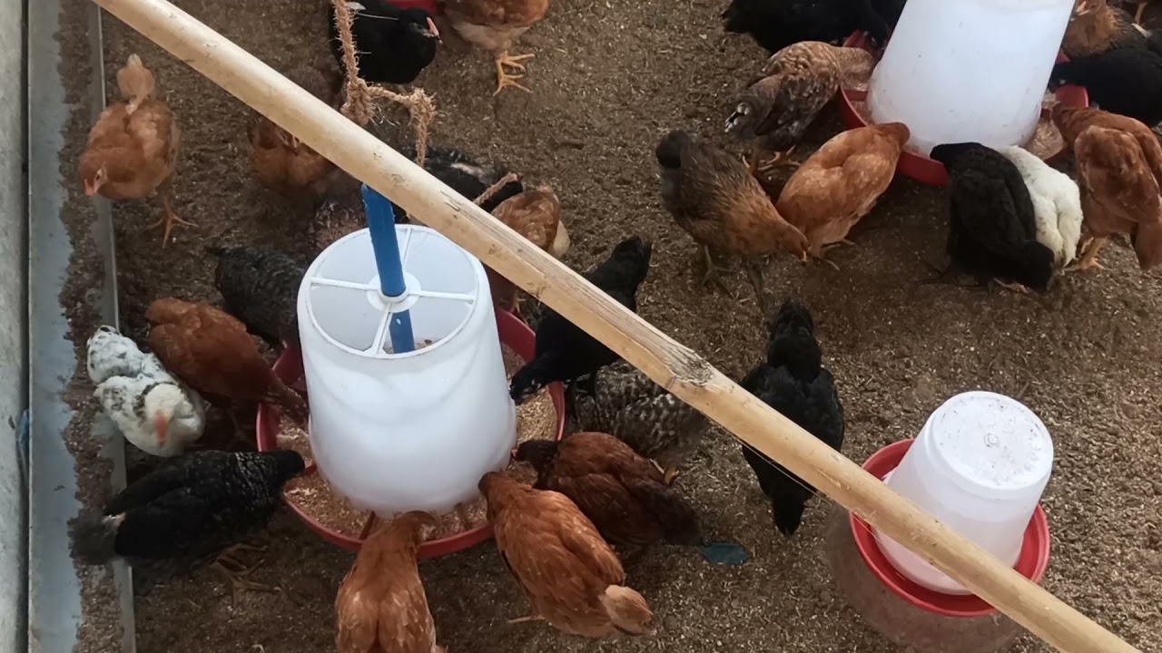 Fowl Pox Vaccine in Desi Murgi Palan मुर्गियों में फाउल पॉक्स/ चेचक का इलाज | देसी मुर्गी का इलाज़