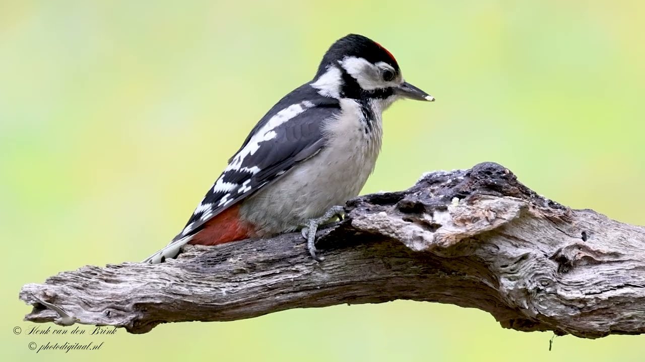 Great Spotted Woodpecker  (Dendrocopos major)
