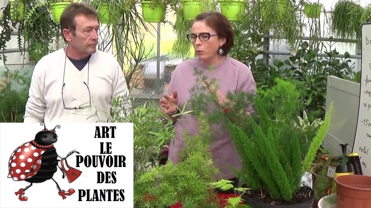 Conseil jardinage: asparagus sprengeri: Comment faire un semis: Plante verte