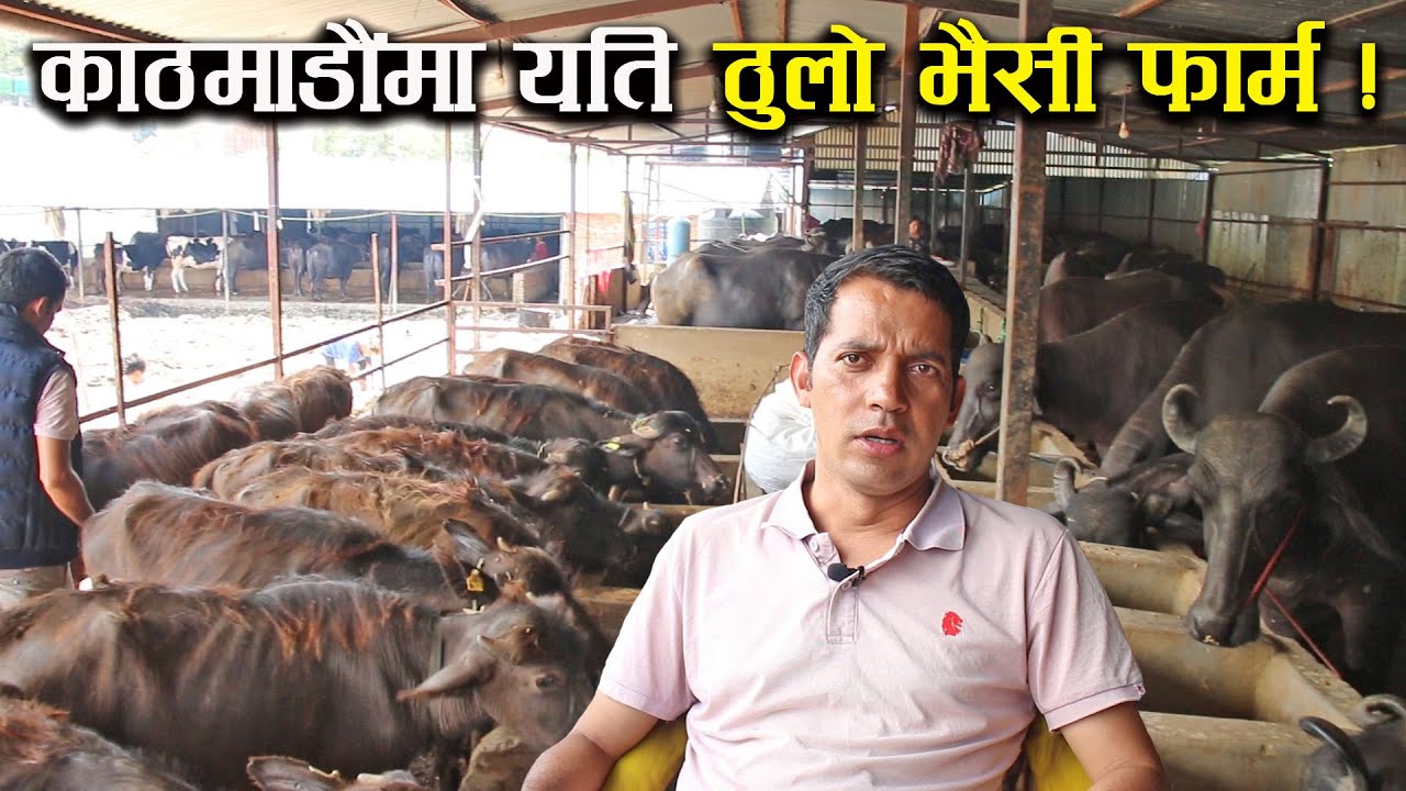 ५ करोडको लगानीमा दाजुभाई मिलेर खोले यति ठुलो भैंसी फार्म ! - Buffalo farming/rearing in Nepal