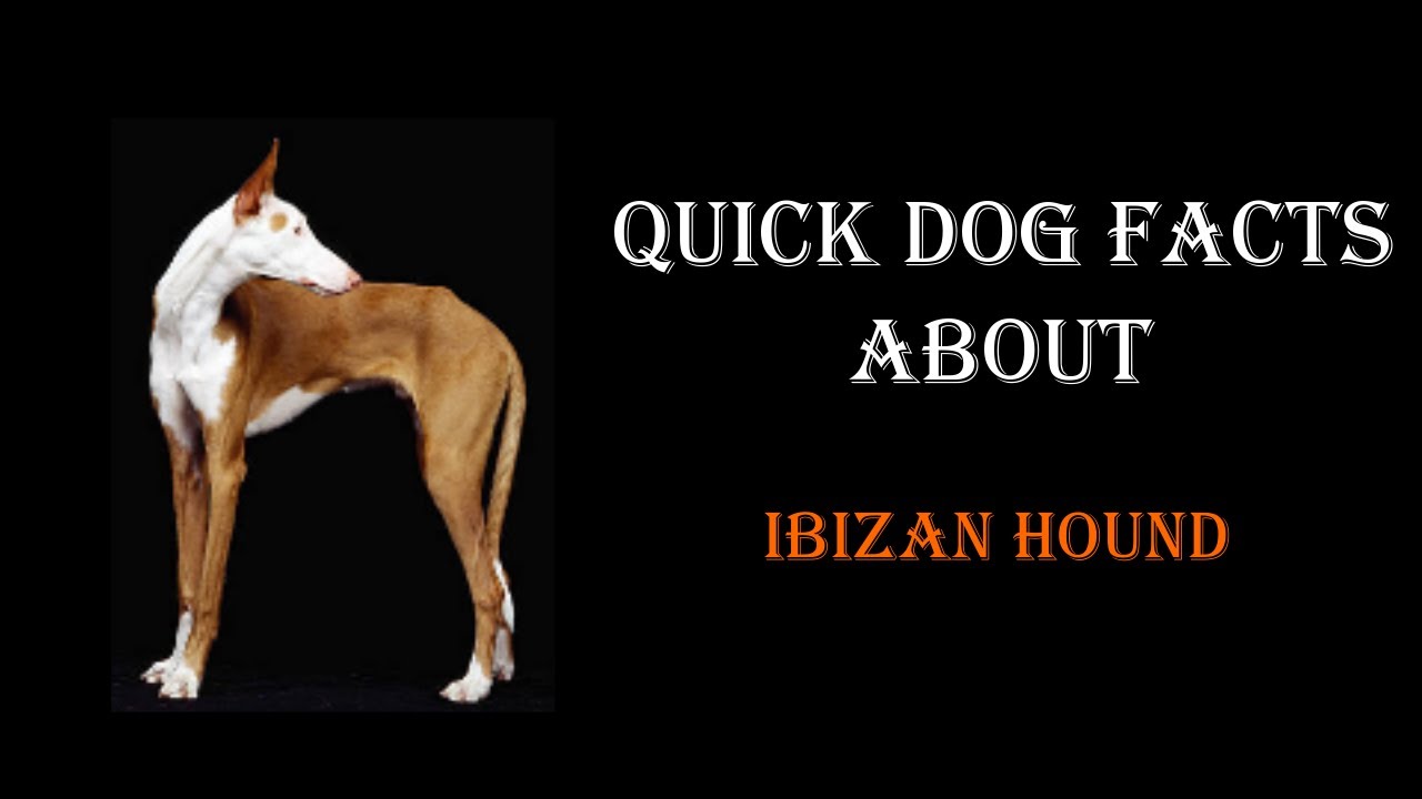 Quick Dog Facts About The Ibizan Hound!