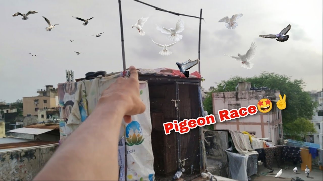 Kabutar Ki Race💪🕊️ || Challange Accept😏 || #kabutar #kabutarwala #kabutarkivideo