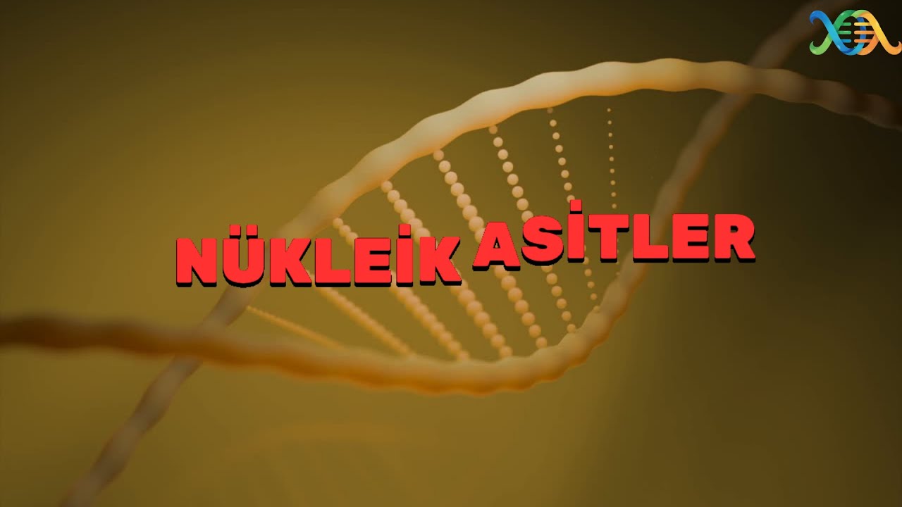 TYT-NÜKLEİK ASİTLER