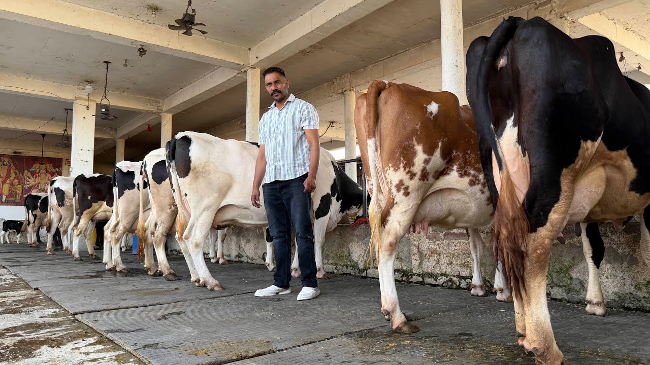 30 HF cows available for Sale || Maratha Dairy Farm || Karnal, Haryana