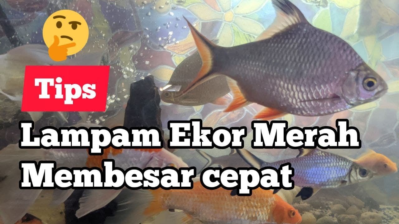 Lampam Ekor Merah | Tips membesar dengan cepat