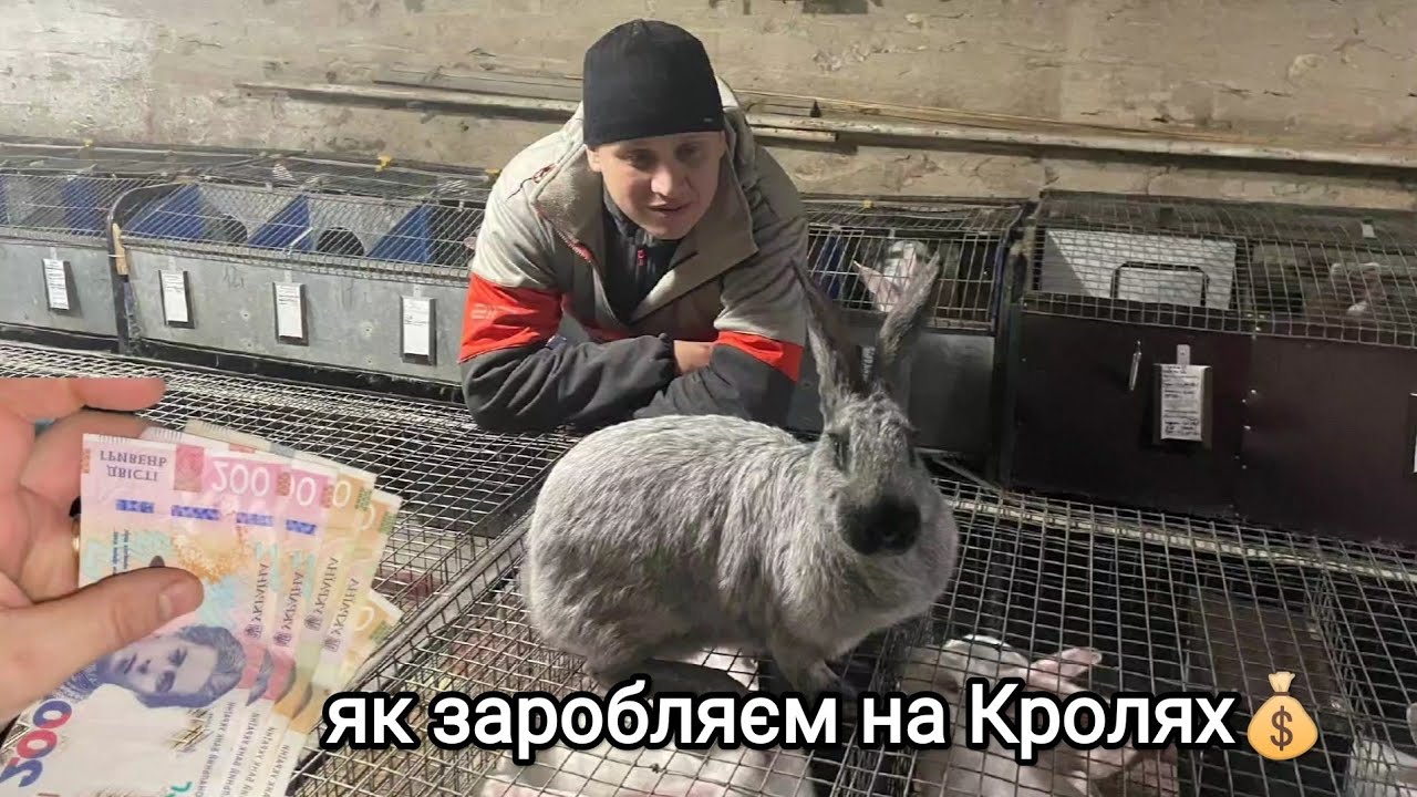 ЯК ТА СКІЛЬКИ МОЖНА ЗАРОБИТИ НА КРОЛЯХ? ЩОБ ЗАРОБЛЯТИ ПОТРІБНО ВКЛАДАТИ! ПРОБЛЕМНА САМКА
