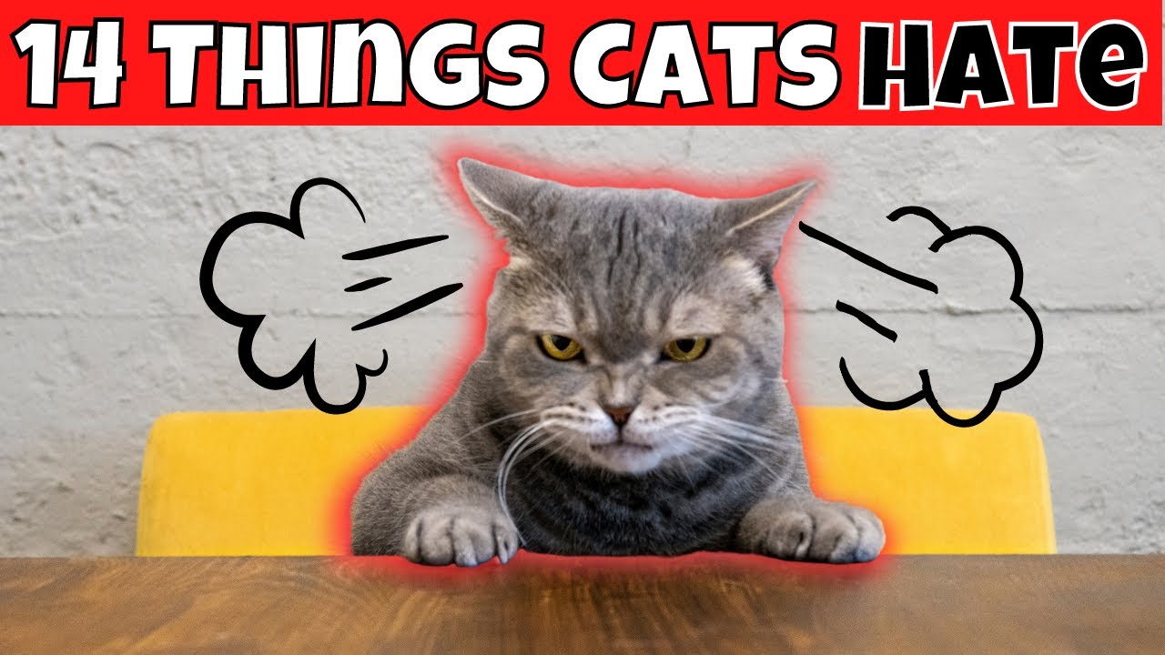14 Things Cats HATE (#1 Might Surprise You)