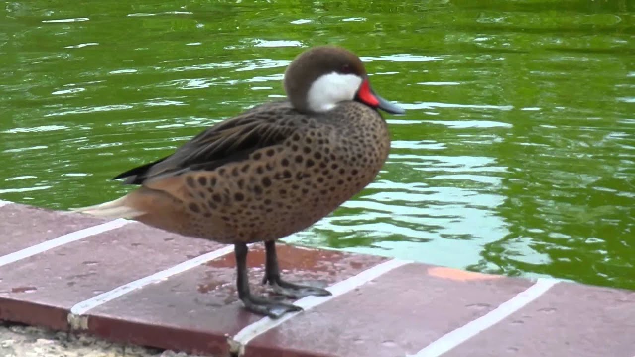 Birdwatching - Dominican Republic White-cheeked Pintail (Anas bahamensis)