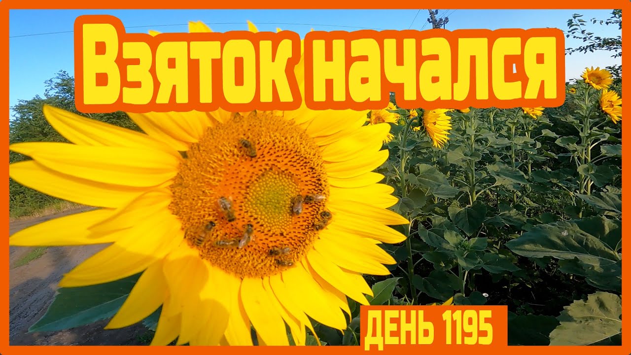Ремень безопасности. Работаю на пасеке у фермера. Ураган. Вернулся на базу — День 1195