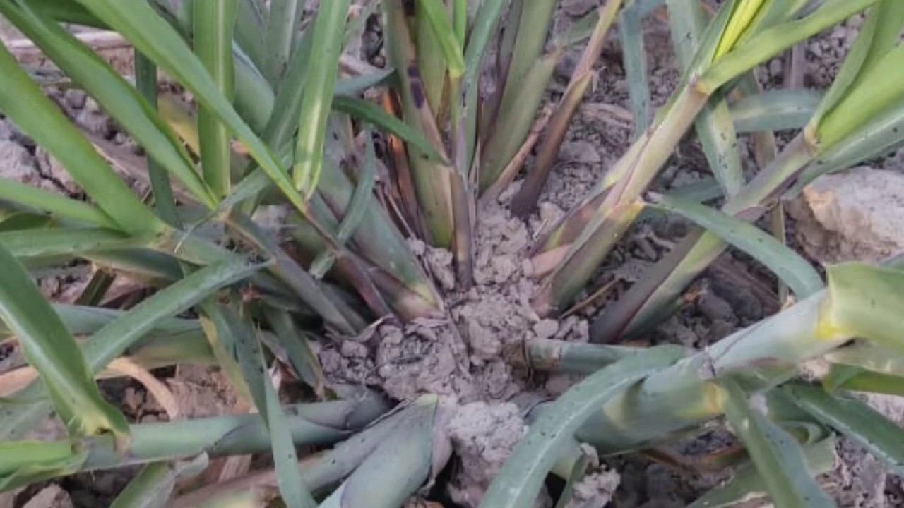 गन्ने में मार्च अप्रैल में  अधिकतम tillering  कैसे ले सकते हैं।