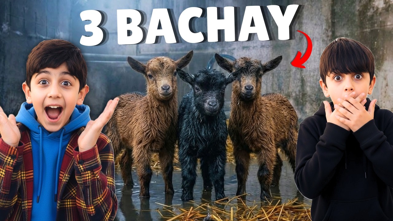 Hamari Bakri Ne 3 Bachay De Diye! 🐐😱