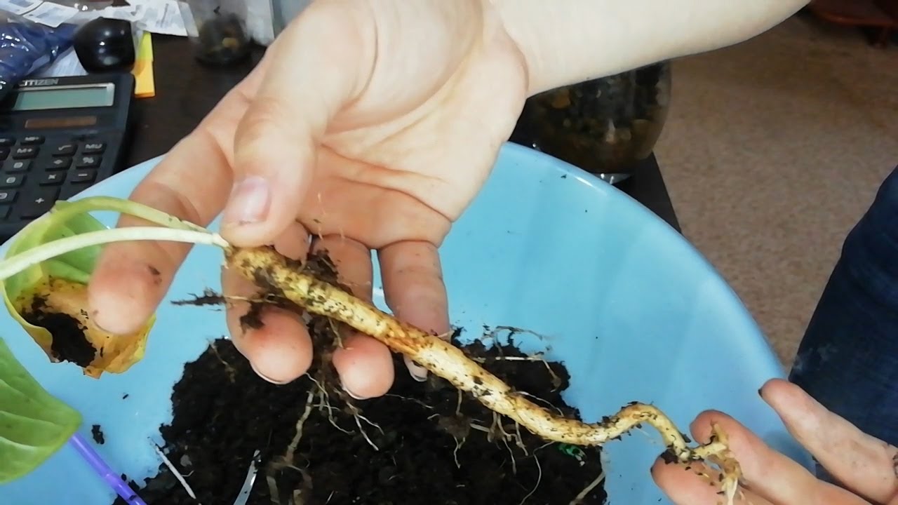 ПЕРЕСАДКА САЖЕНЦОВ МАНДРАГОРЫ #mandrake#мандрагора#магия #колдовство#руны#порча#WAZIFA#ЖЕНИНАИЗБА