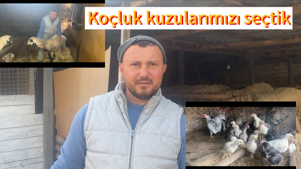Bulgaristan&rsquo;da 🇧🇬 k&ouml;yde yaşam/ &Ccedil;iftliğimizdeki hayvanların bakımı #koyun #tavuk #tavşanlar #село