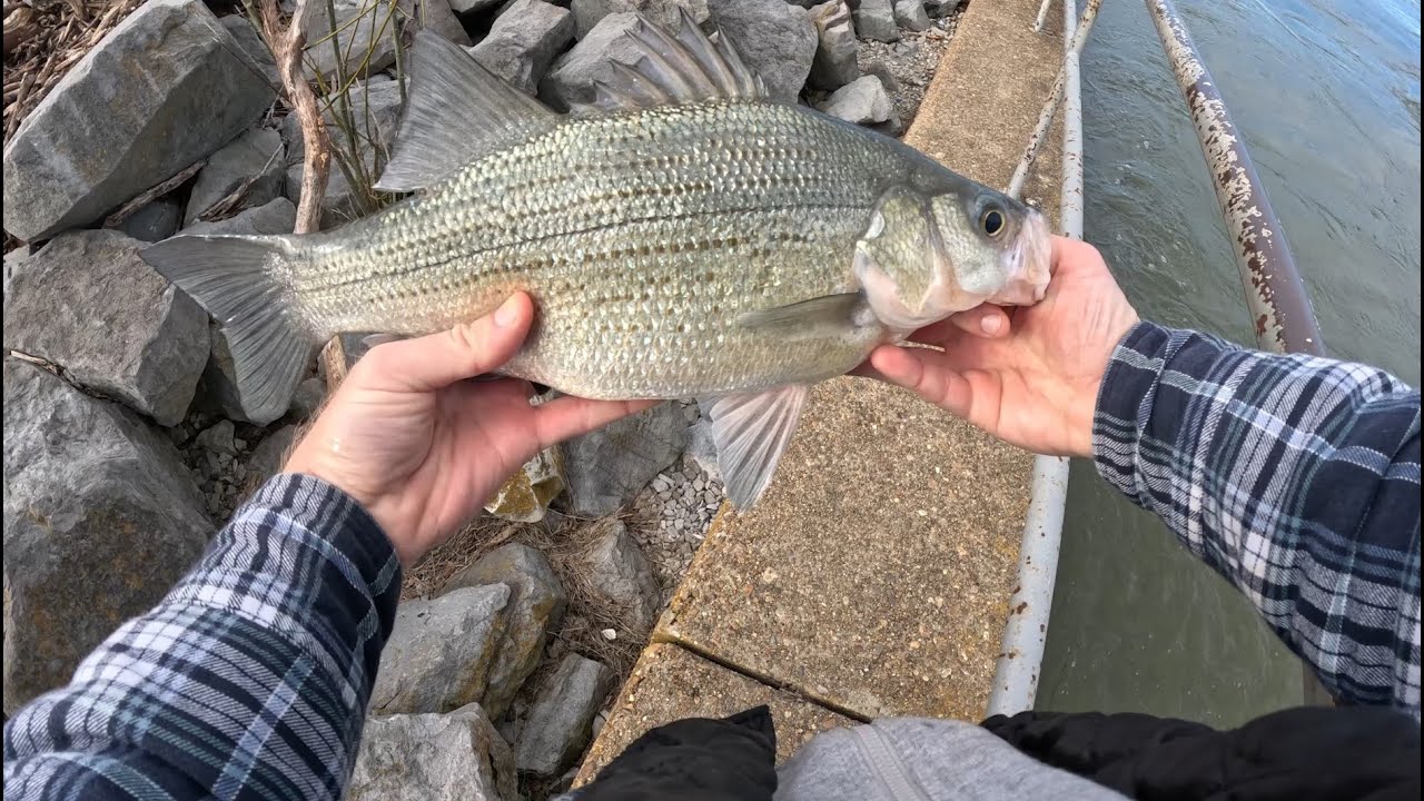 Dam Fishing: How To Catch Fish EVERY Cast