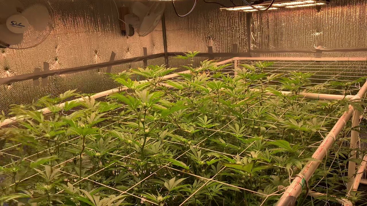 Coco Coir Week 3 of Flower