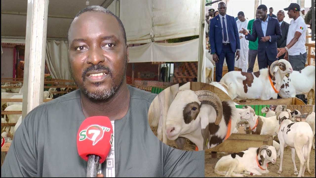 Opération Tabaski- Le ministre Cheikh Sakho chez GALOYA: «ma def ni Président Rek, waxalei rek »