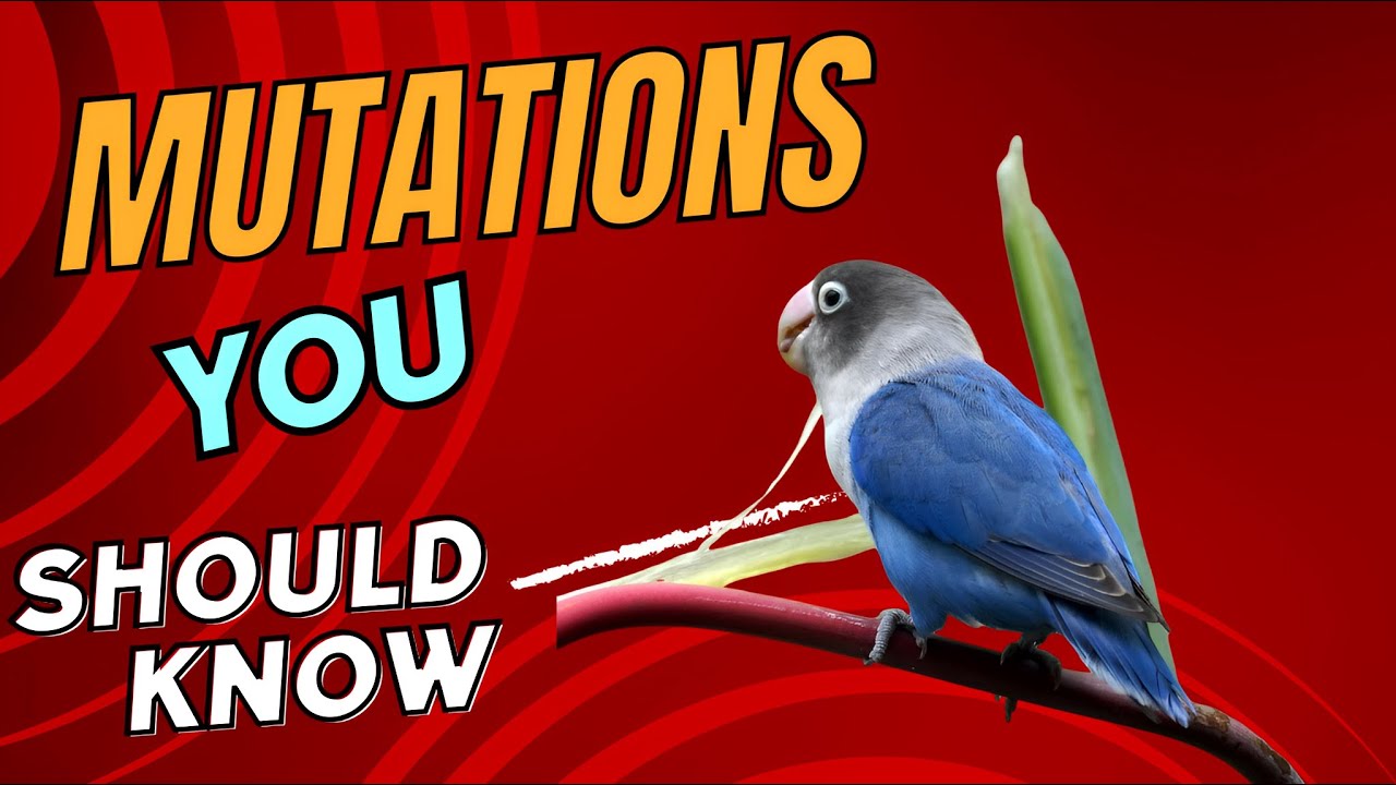 Understanding Lovebird Genetics | Green Blue Parblue | B1B2 Code