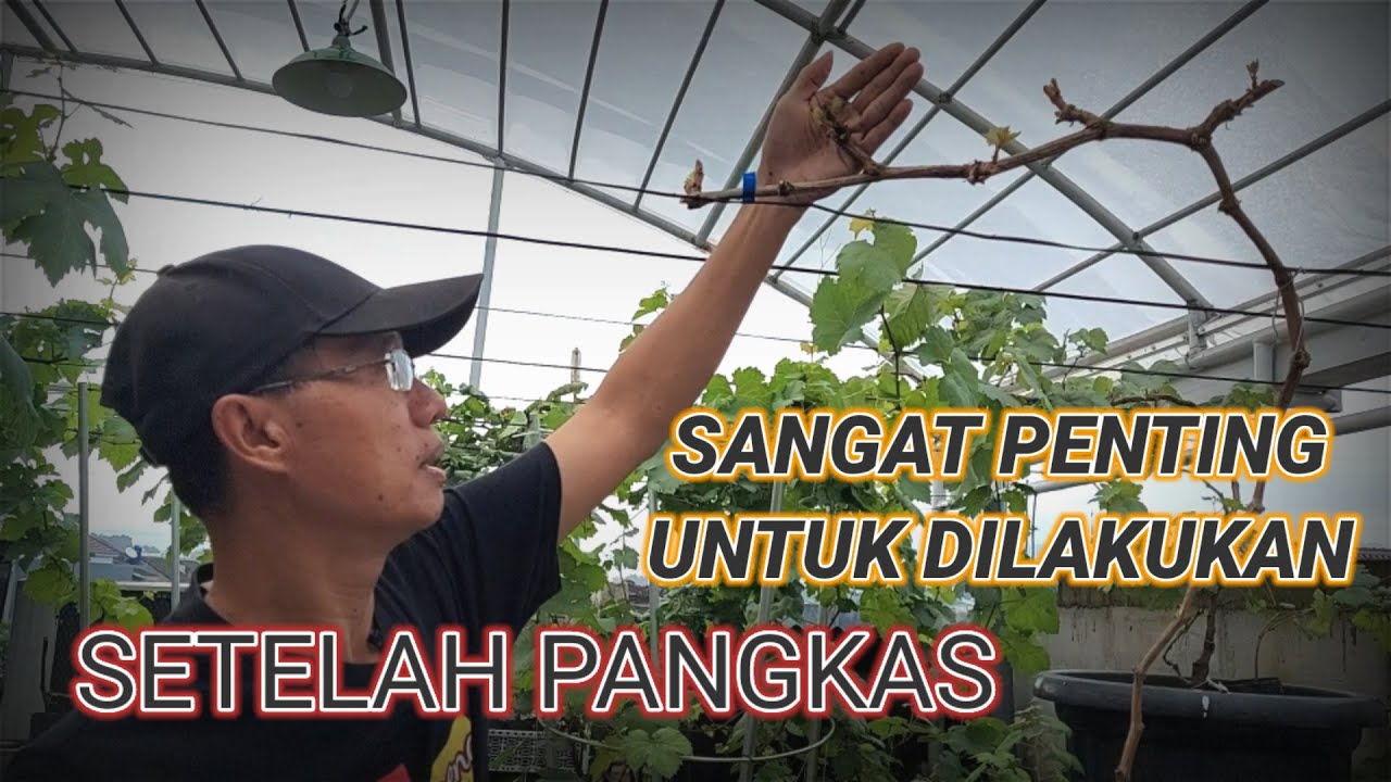 PERLAKUAN SETELAH PEMANGKASAN Update 7HSP |Cara Tanam Anggur dalam Pot